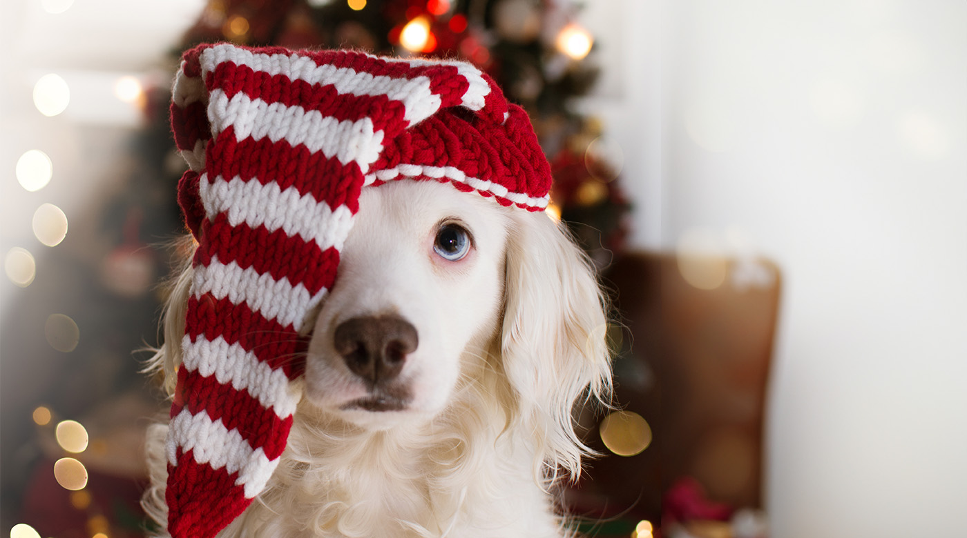 ChristmasPup1400x780