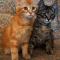 Kittens Kittens